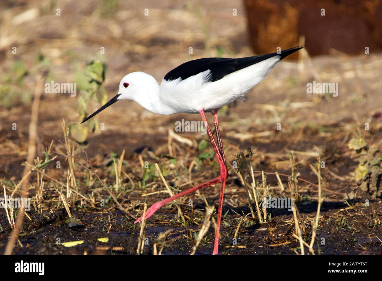 Schwarzgeflügelte Stelze, wie sie bei einer Safari im Chobe Nationalpark, Botswana, im südlichen Afrika, zu sehen ist Stockfoto