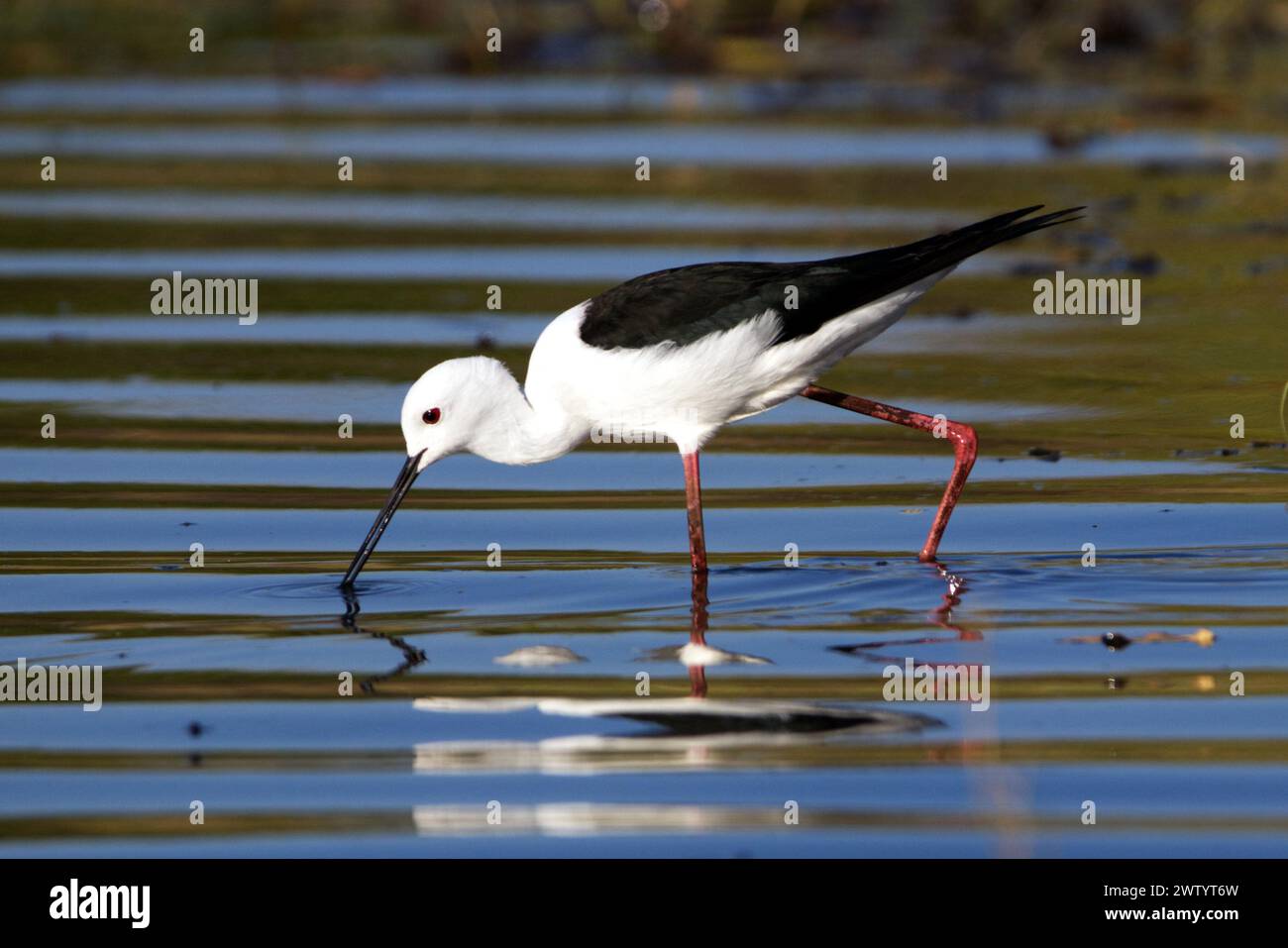 Schwarzgeflügelte Stelze, wie sie bei einer Safari im Chobe Nationalpark, Botswana, im südlichen Afrika, zu sehen ist Stockfoto