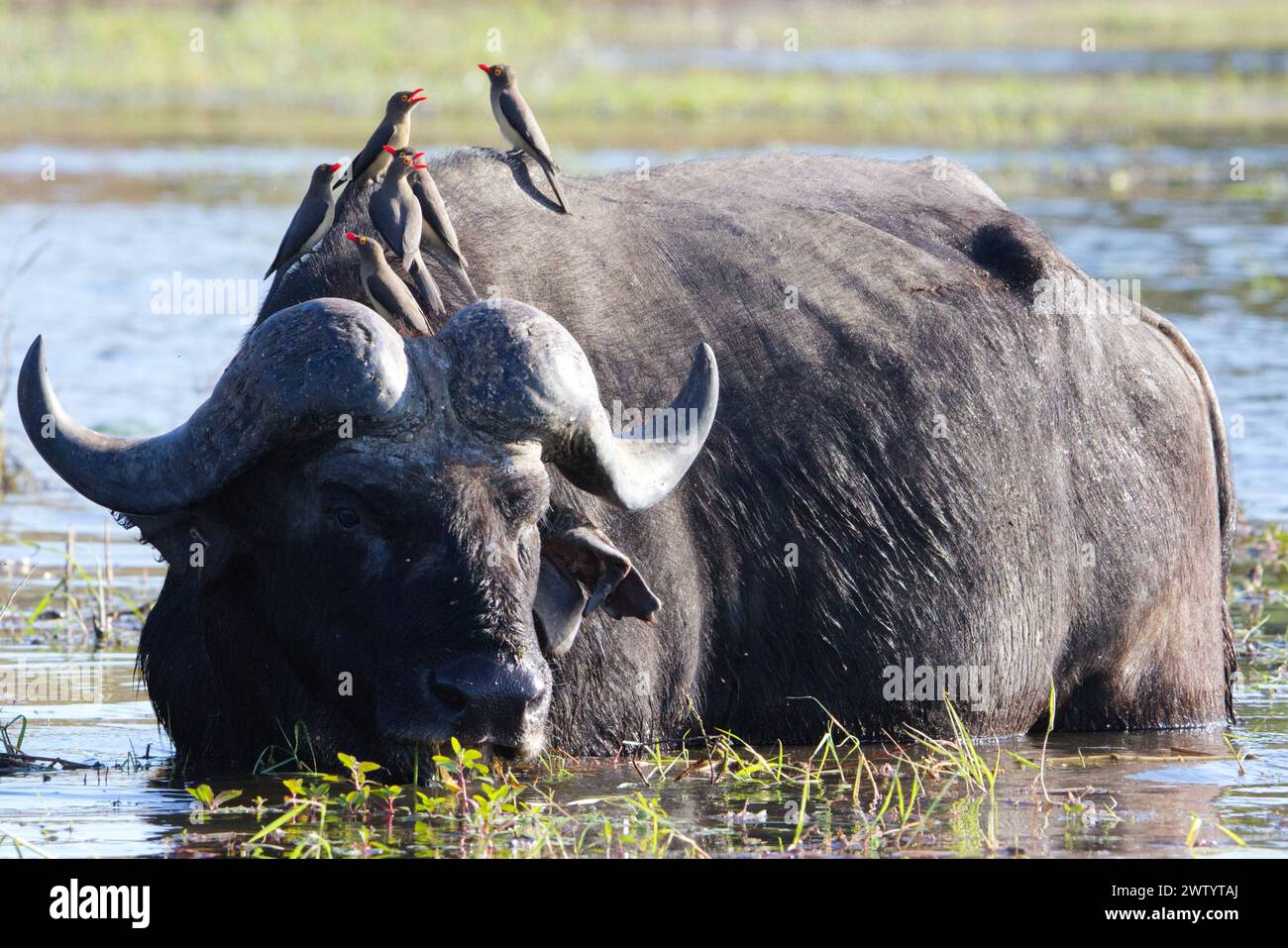 Büffel und Vögel, wie sie während einer Safari im Chobe Nationalpark, Botswana, im südlichen Afrika gesehen werden Stockfoto