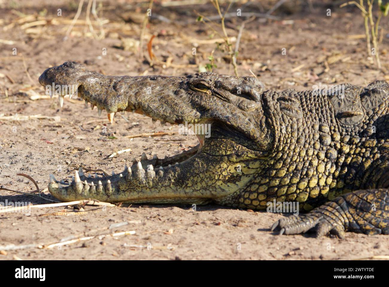 Krokodil mit scharfen Zähnen und weit geöffnetem Mund, wie bei einer Safari im Chobe Nationalpark, Botswana, im südlichen Afrika Stockfoto
