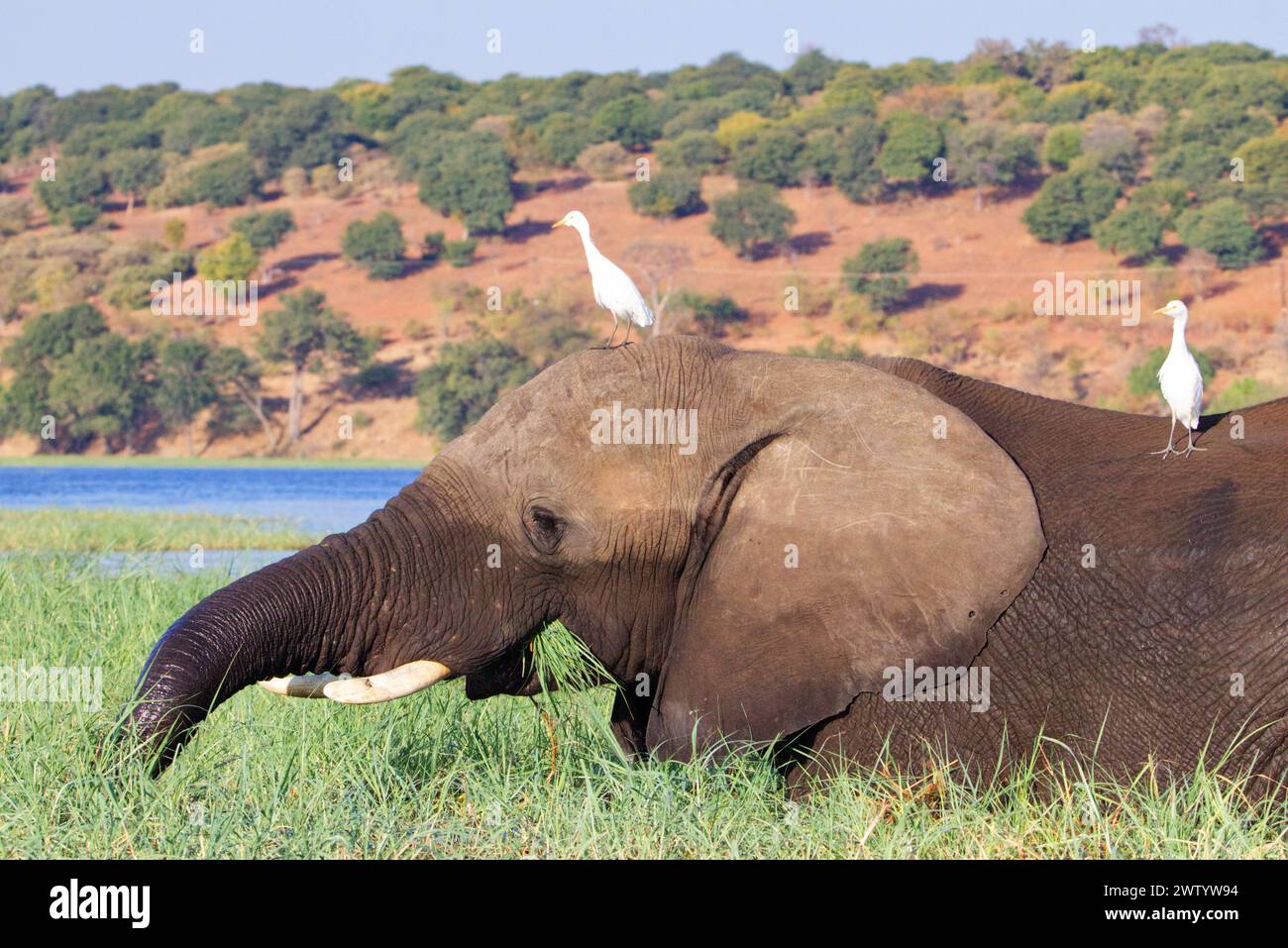 Vögel, die auf einem Elefanten im Chobe River sitzen, wie sie bei einer Safari im Chobe National Park, Botswana, im südlichen Afrika gesehen werden Stockfoto