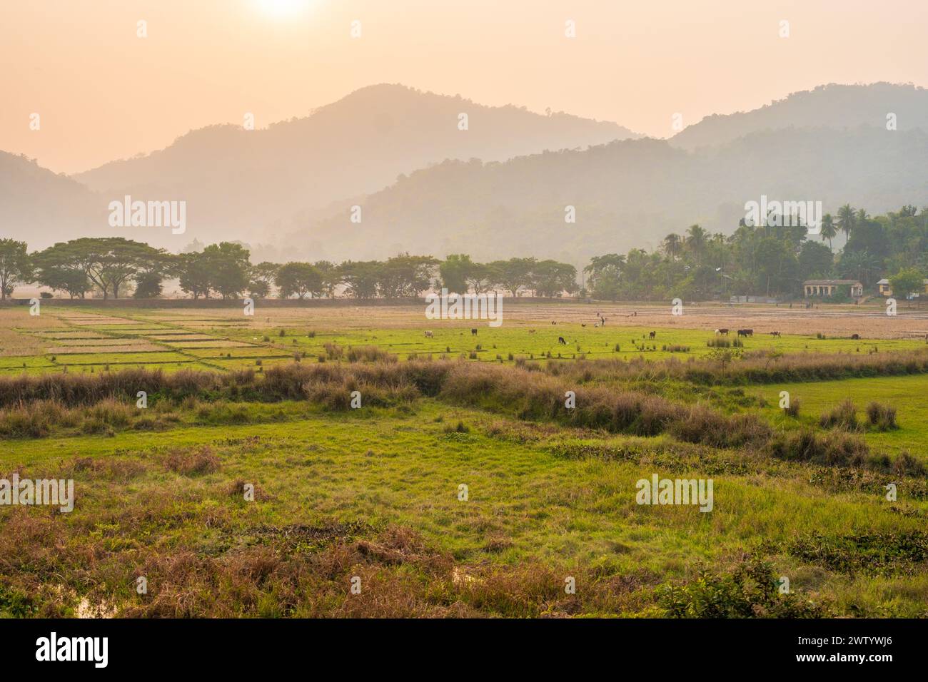 Ländliche Assam im Nordosten Indiens Stockfoto