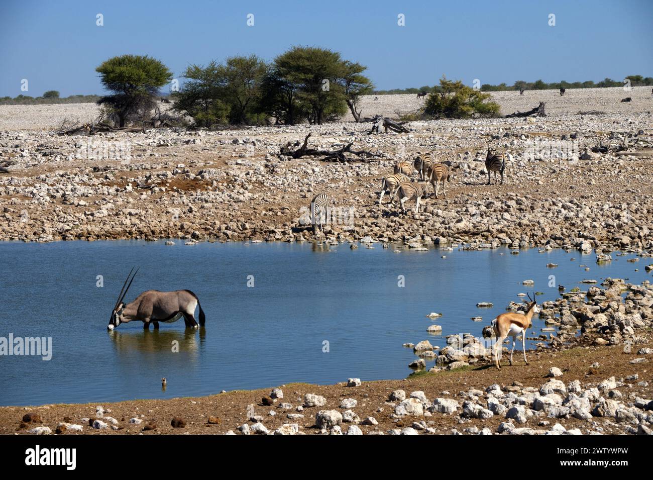 Oryx und Impala versammeln sich an einem Water Hole im Etosha National Park, Namibia, Südafrika Stockfoto