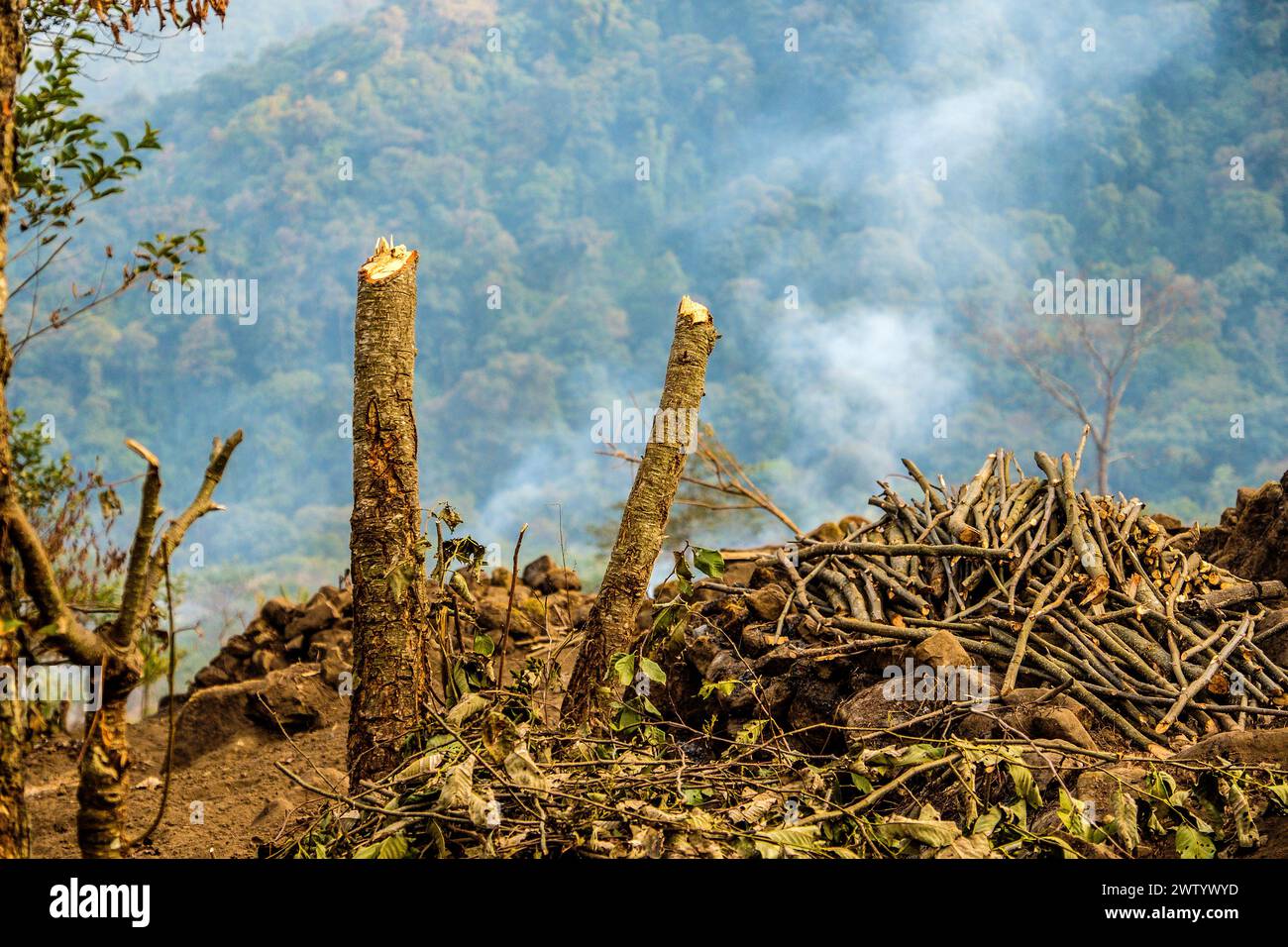 Land wird für die Landwirtschaft in Nagaland, Nordostindien, gerodet Stockfoto