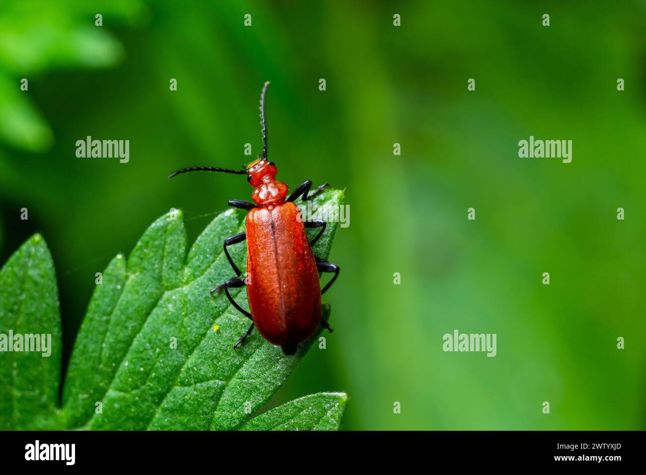 Ein rothaariger Kardinalkäfer klettert auf einen einzelnen Grashalm. Stockfoto