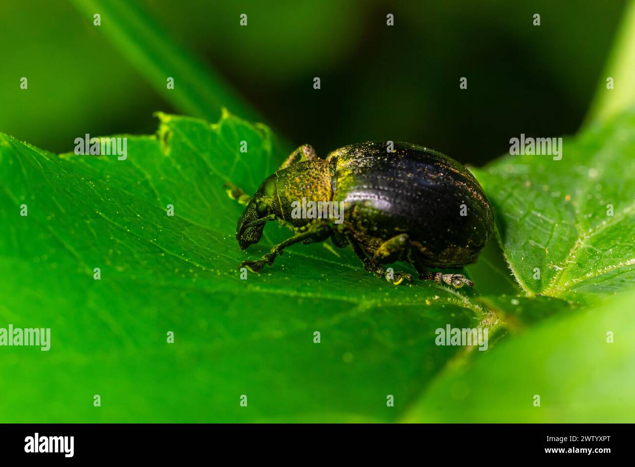 Makro einer Schnauze Käfer ruht auf einem Blatt. Stockfoto