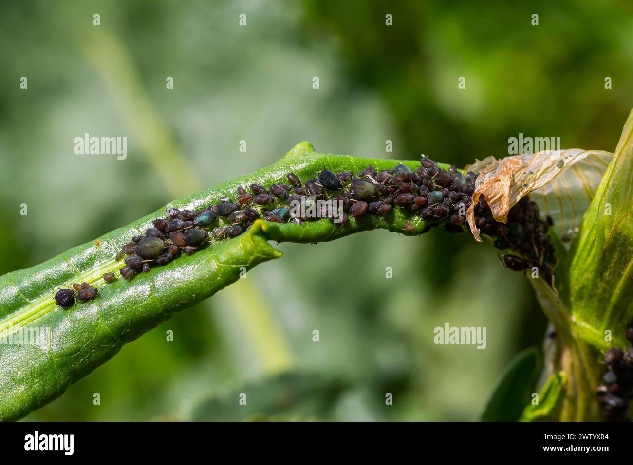 Der Blattlaus der schwarzen Bohnen Aphis fabae ist ein Mitglied der Ordnung Hemiptera. Andere gebräuchliche Bezeichnungen sind Blackfly, Bohnenblattlaus und Blattblattlaus. Es ist Schädling o Stockfoto