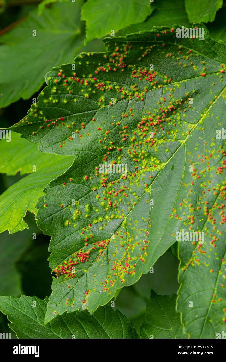 Blätter mit Gallmilbe Eriophyes tiliae. Eine Nahaufnahme eines Blattes, das von Gallen von Eriophyes tiliae befallen ist. Hochwertige Fotos Stockfoto