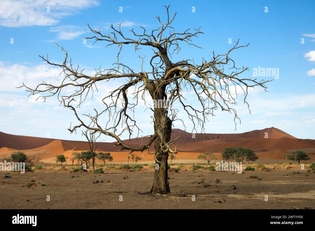 Ein toter Baum, Wüstensträucher und rote Sanddünen in der Nähe von Sossusvlei in der Namib-Wüste, Namibia, Südafrika Stockfoto