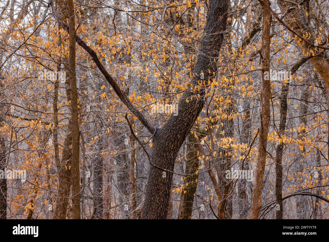 American Hophornbeam, Ostrya, Virginiana, mit marceszierenden Blättern im Winter, (nicht der große Stamm in der Mitte) Pilot Knob State Park, Iowa, USA Stockfoto