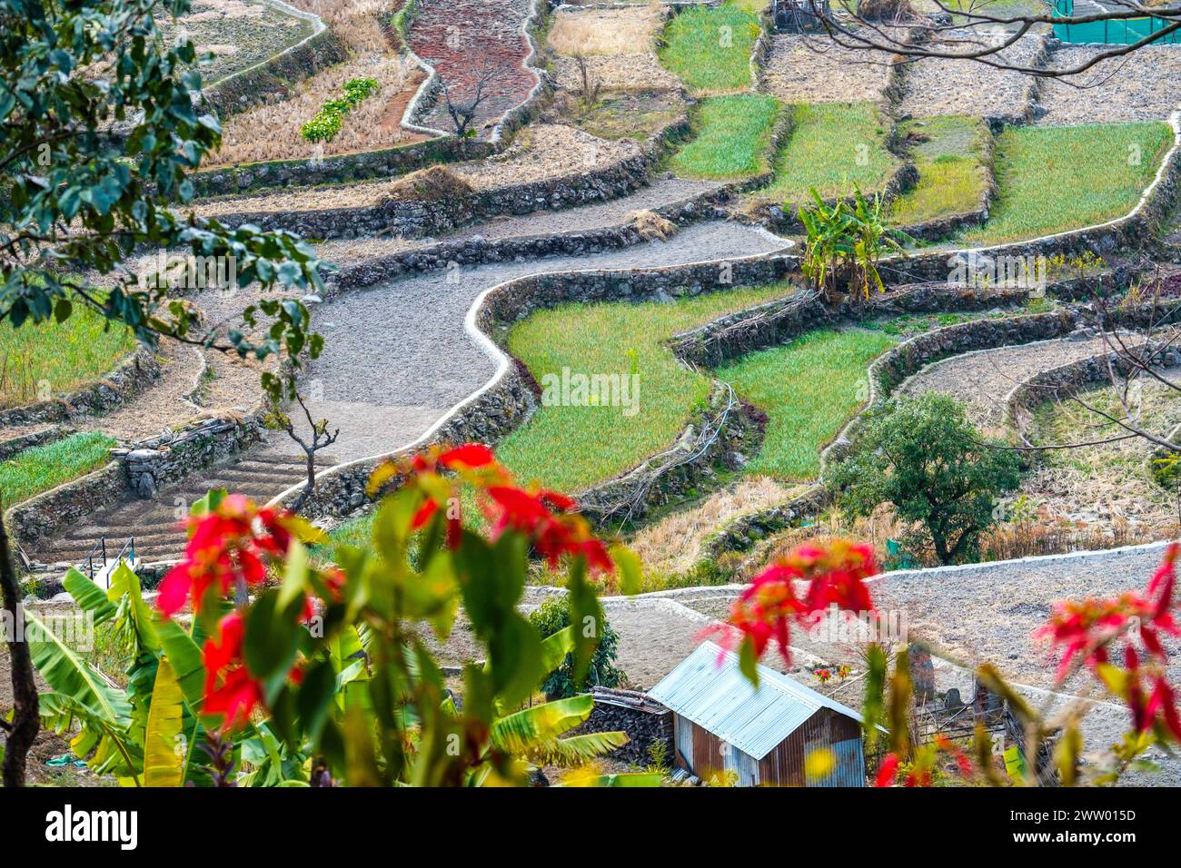 Terrassenfelder / Reisfelder in Nagaland, Nordostindien Stockfoto