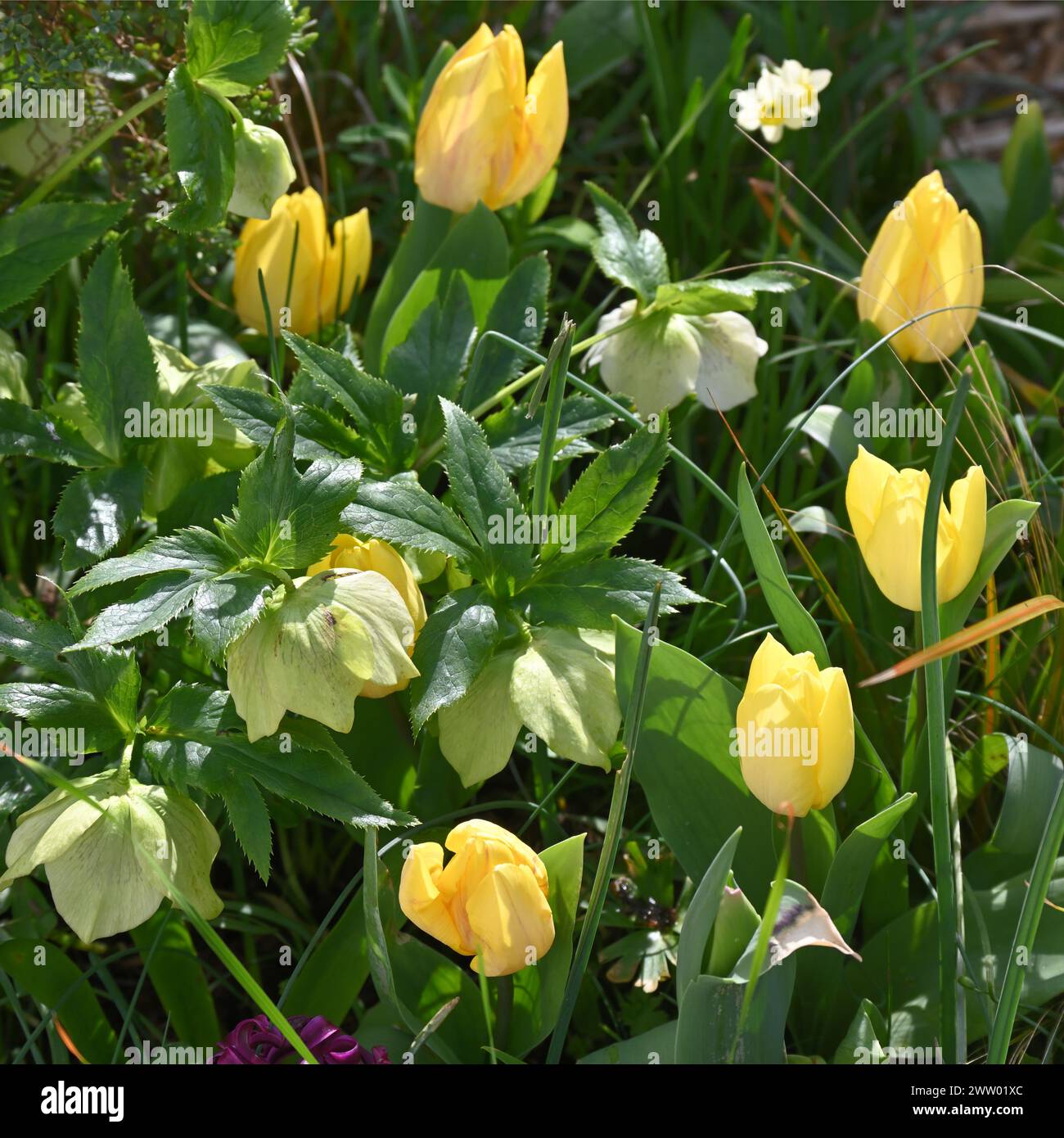 Neu geöffnete gelbe Frühlingsblumen von Tulpen, Tulipa Triumph „Yokohama“ Narzissen und Hellebores, die im britischen Gartenmarsch wachsen Stockfoto