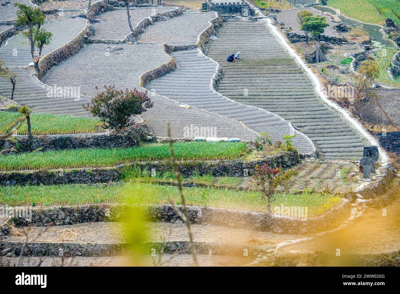 Terrassenfelder / Reisfelder in Nagaland, Nordostindien Stockfoto