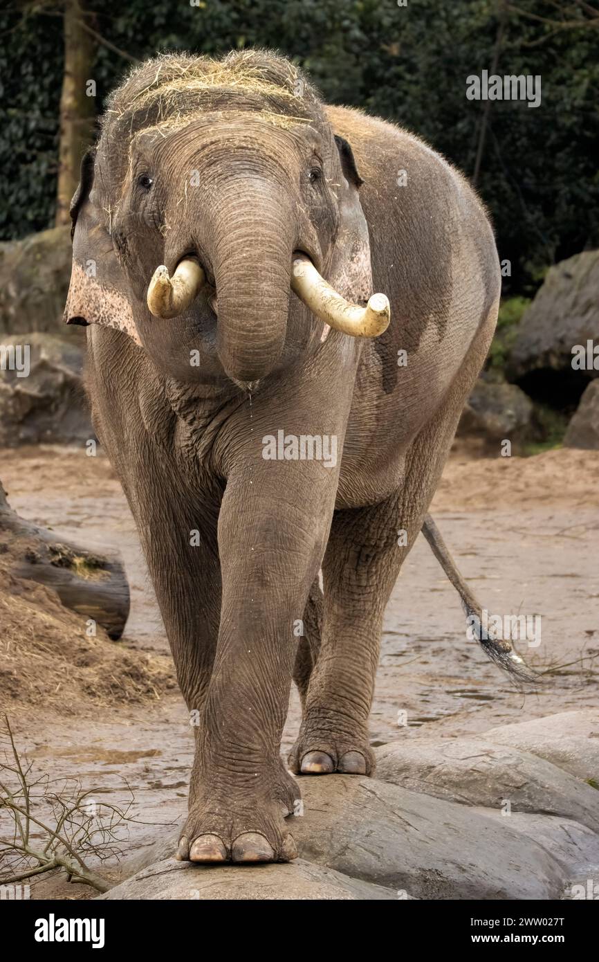 Großer männlicher asiatischer Elefant Stockfoto