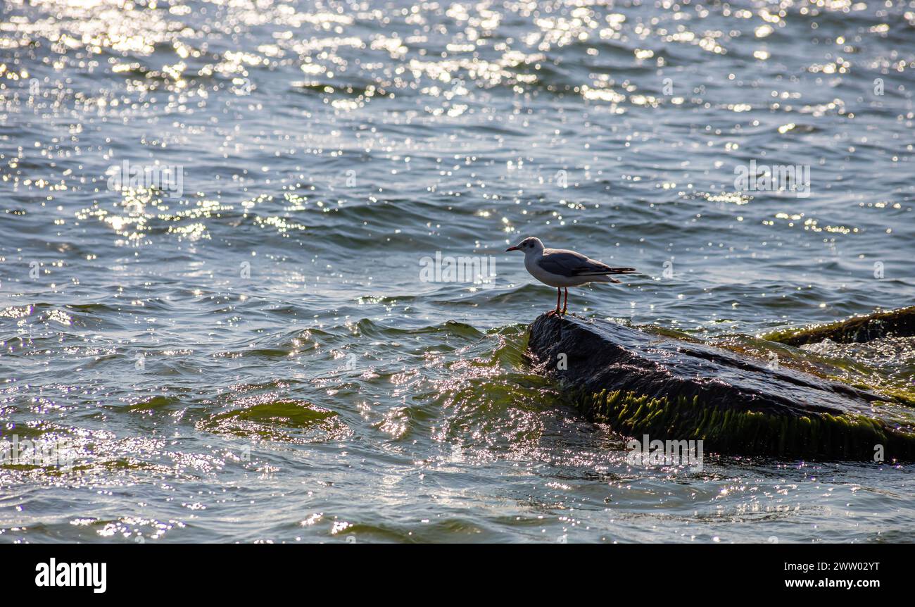 Süße Möwen laufen entlang der Küste, verbreiten ihre weiß-grauen Flügel und sammeln Lebensmittel, die sie finden. Stockfoto
