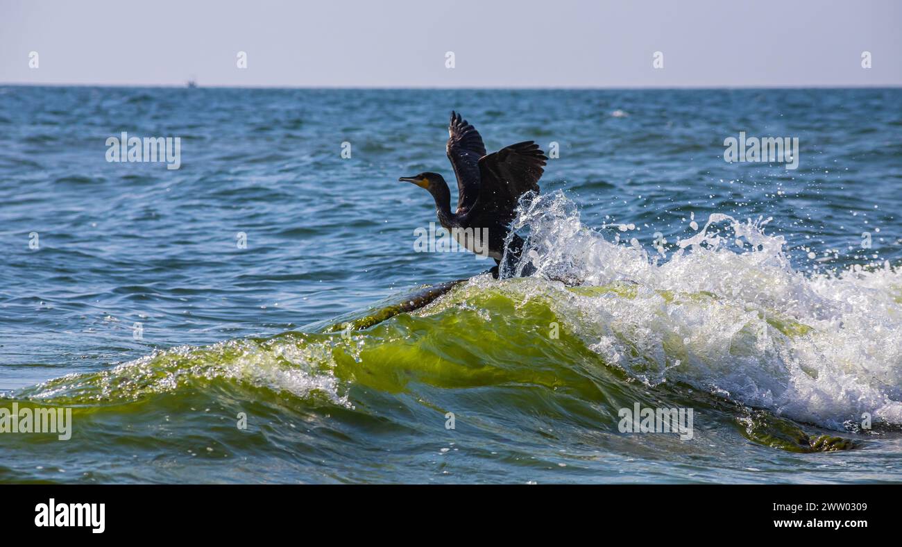 Ein großer Kormoran, der von der Oberfläche eines Sees abhebt. Stockfoto