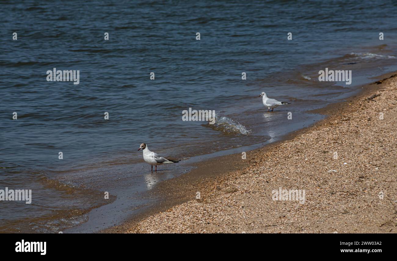 Süße Möwen laufen entlang der Küste, verbreiten ihre weiß-grauen Flügel und sammeln Lebensmittel, die sie finden. Stockfoto