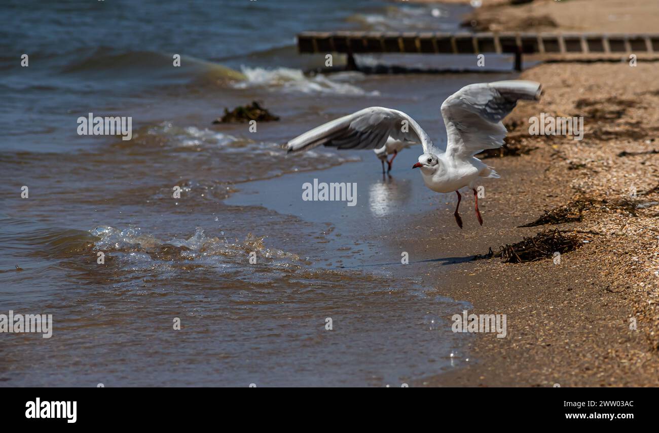 Süße Möwen laufen entlang der Küste, verbreiten ihre weiß-grauen Flügel und sammeln Lebensmittel, die sie finden. Stockfoto