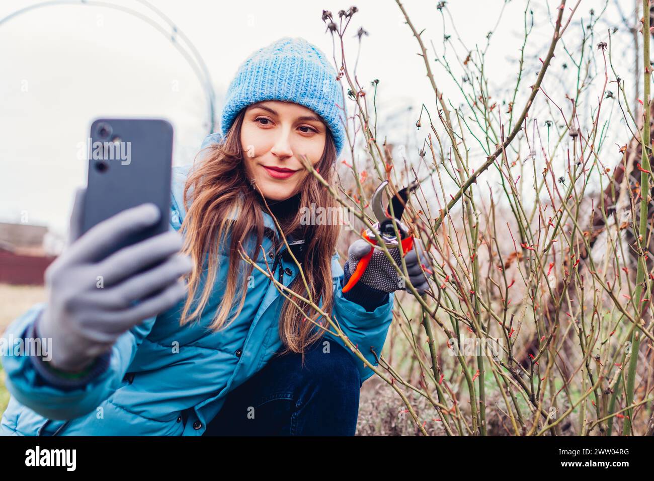 Gärtner Blogger filmt Vlog über das Beschneiden von Rosenstrauch im Frühlingsgarten mit Secateur. Frau, die Smartphone-Kamera in sozialen Medien streamt Stockfoto