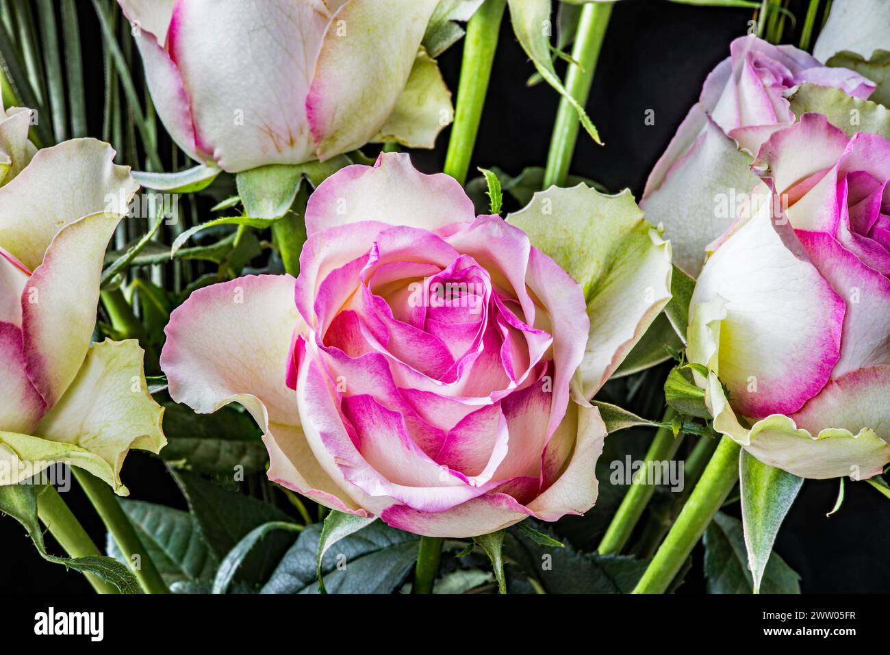 Schöne Teerosen-Sorte mit cremeweißen Blüten mit rosafarbenen Kanten. Grüne Anklänge auf den äußeren weißen Blütenblättern. Stockfoto