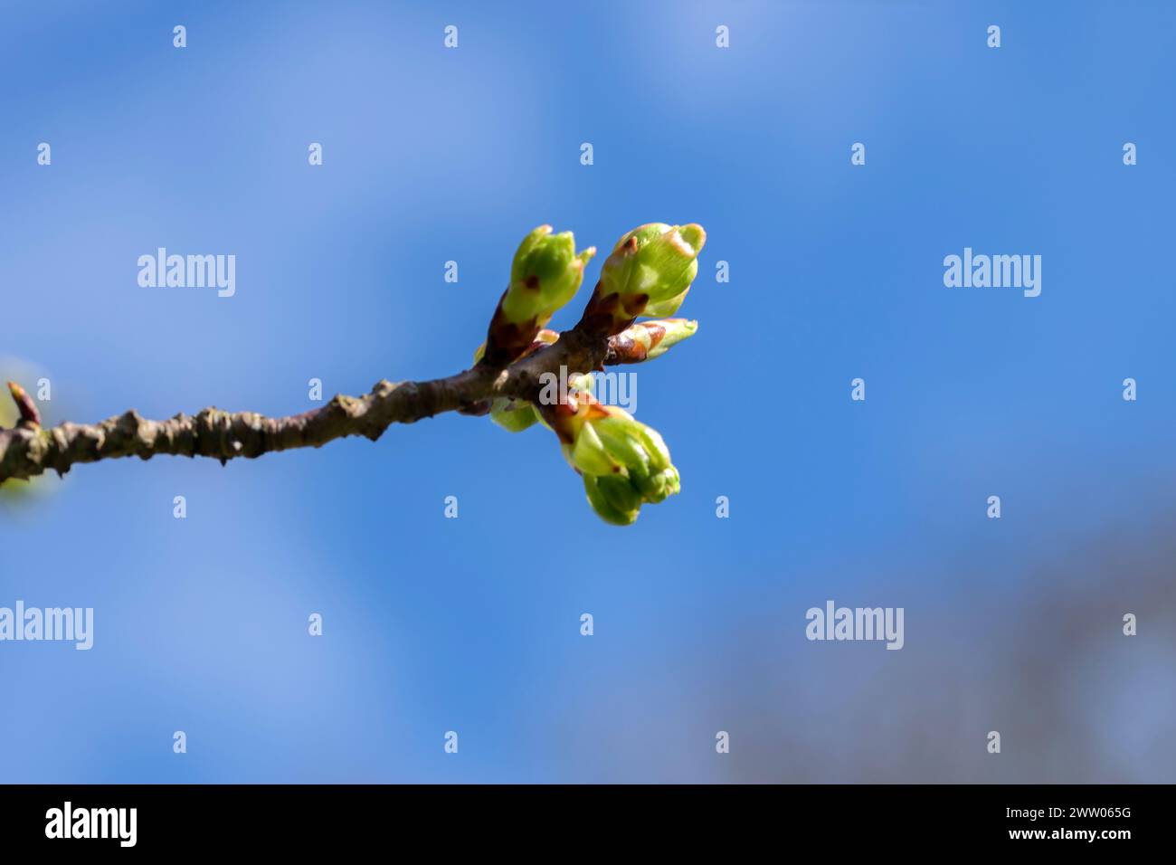 Nahaufnahme der Knospen Eines Prunus Serrulata Shogetsu Baumes in Amsterdam, Niederlande 18-3-2024 Stockfoto