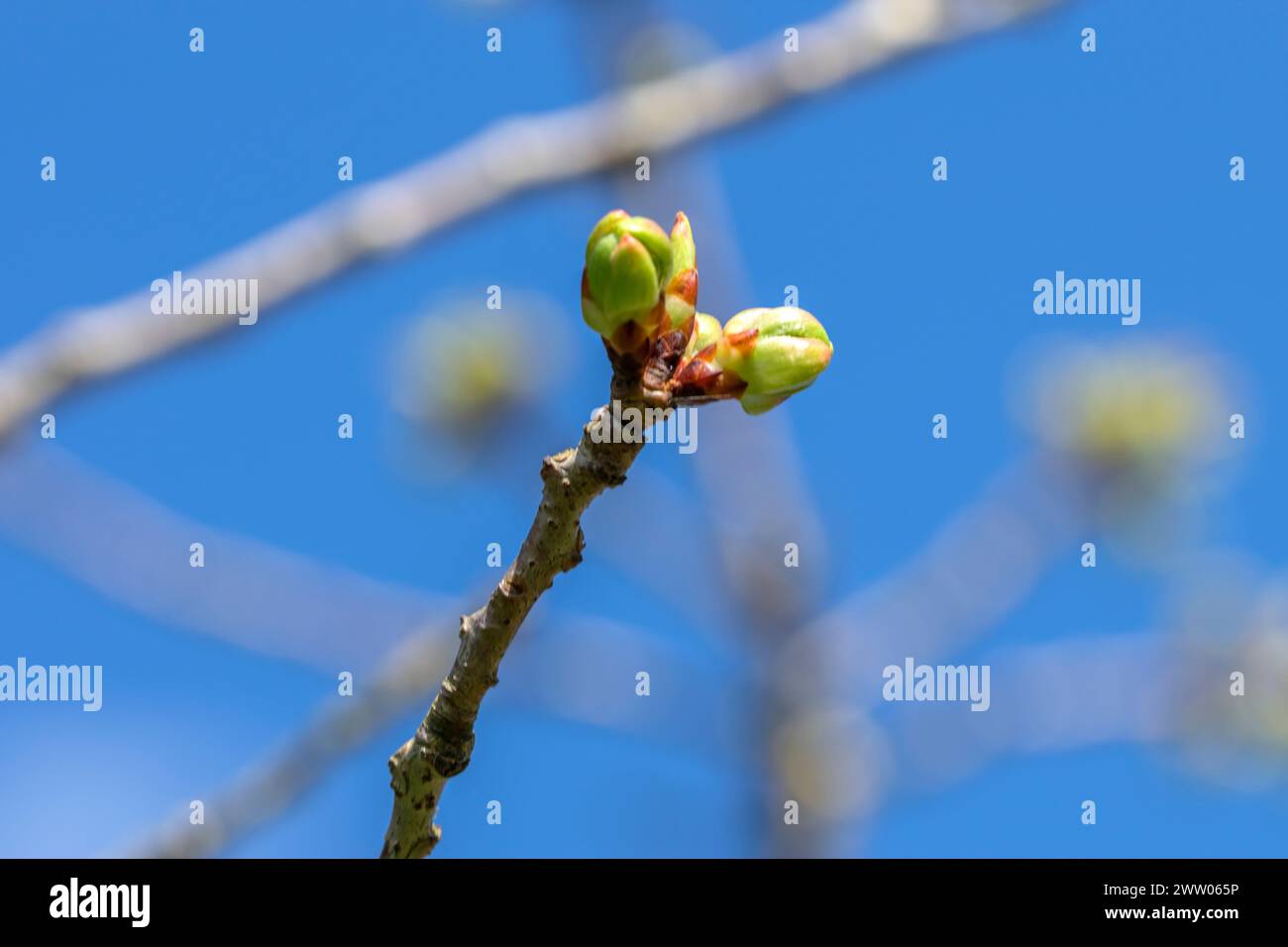 Nahaufnahme der Knospen Eines Prunus Serrulata Shogetsu Baumes in Amsterdam, Niederlande 18-3-2024 Stockfoto