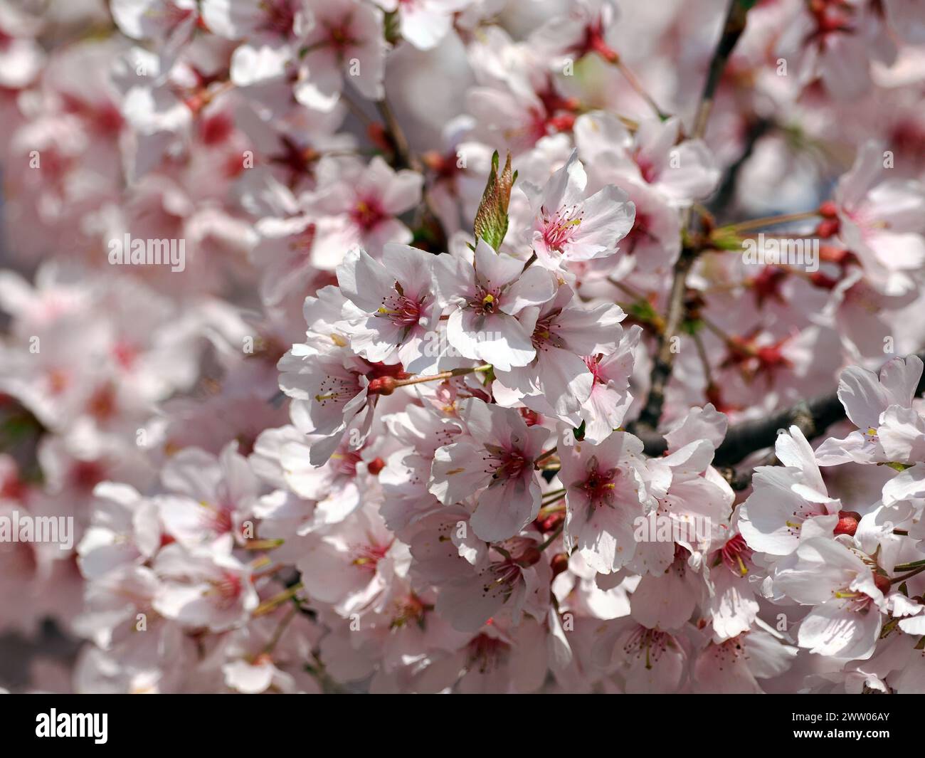 Edo higan, Trauerkirsche, Herbstkirsche, Prunus subhirtella, Higan-díszcseresznye, Japan, Asien Stockfoto