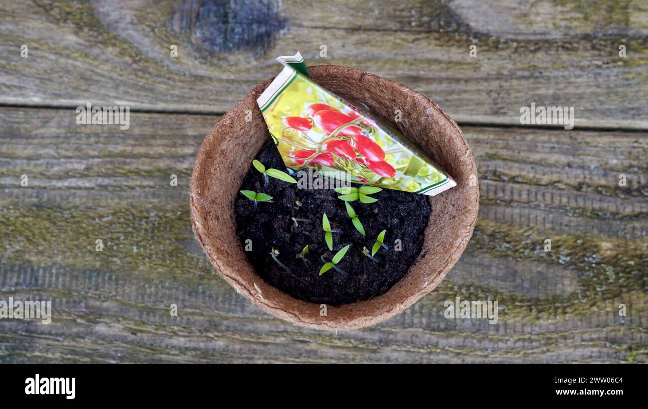 Ein Pflanztopf aus Pappe mit Tomatensämlingen auf verwittertem Holz. Selbstversorgung und Umweltschutz. Stockfoto