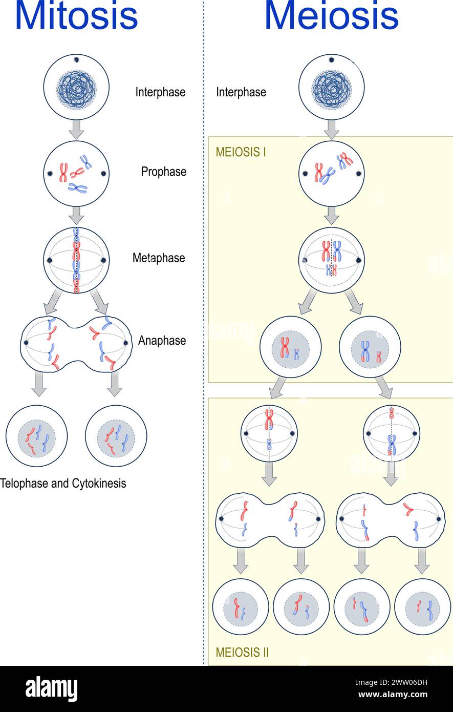 Zellteilung. Unterschiede zwischen Mitose und Meiose. Zellzyklus. Genetische Variation. Vektorabbildung Stock Vektor