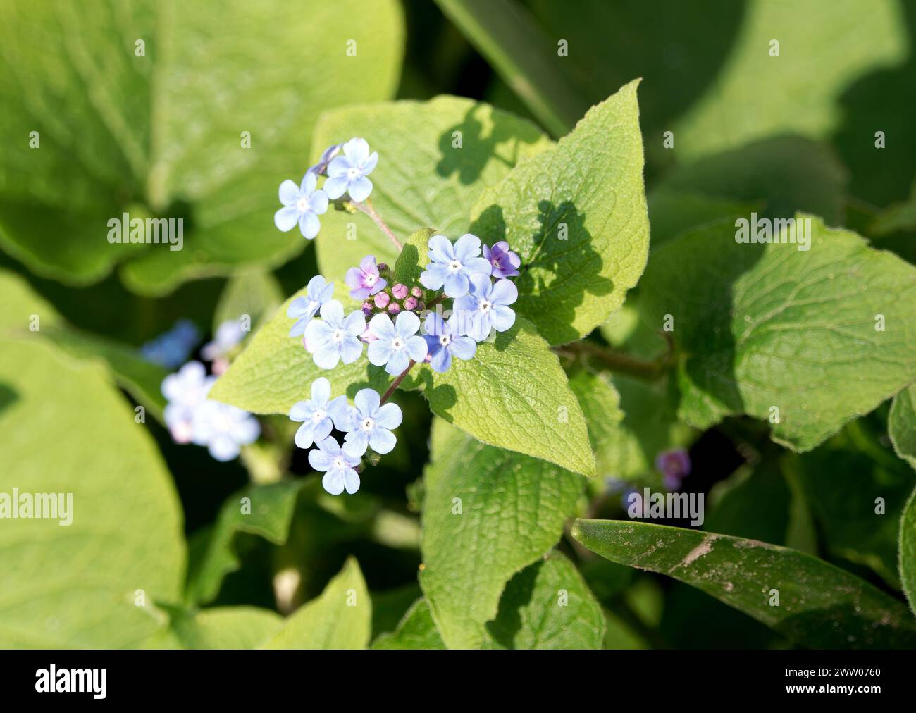 Sibirischer Bugloss, Großblättriges Kaukasusvergissmeinnicht, Brunnère à grandes feuilles, Brunnera macrophylla, kaukázusi nefelejcs, Ungarn, Europa Stockfoto