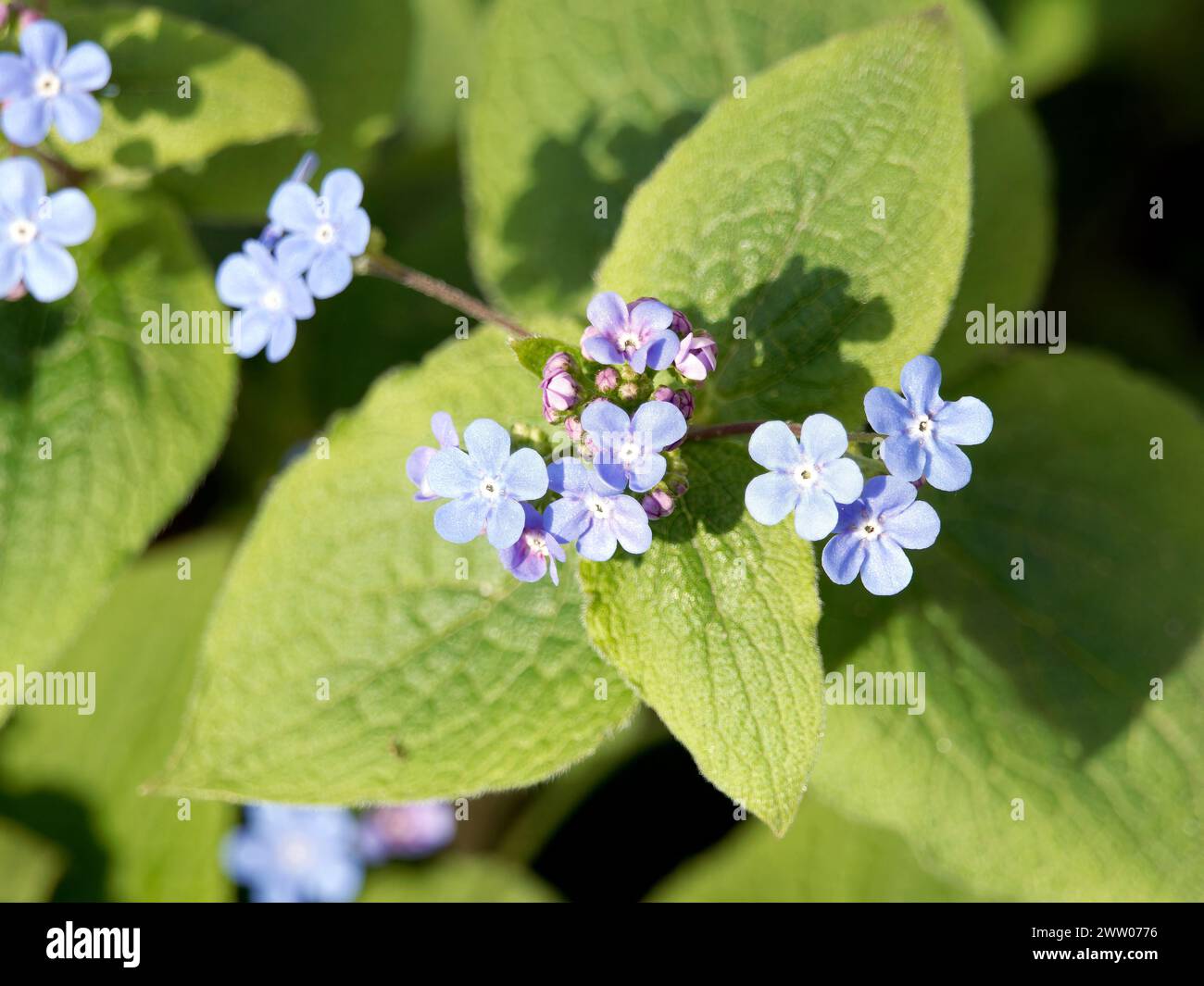 Sibirischer Bugloss, Großblättriges Kaukasusvergissmeinnicht, Brunnère à grandes feuilles, Brunnera macrophylla, kaukázusi nefelejcs, Ungarn, Europa Stockfoto