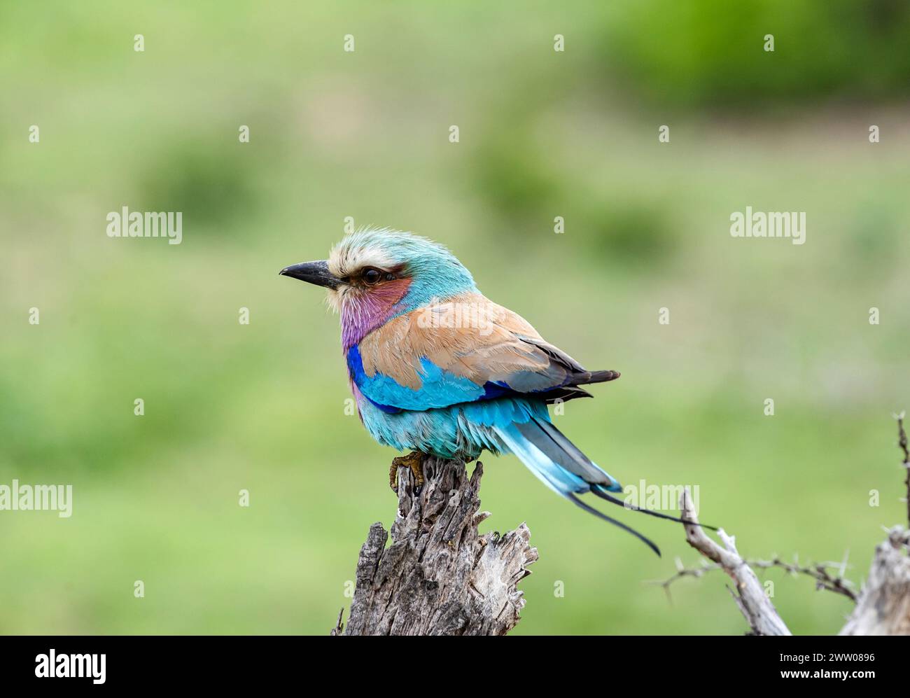 Europäischer Roller Bunter Vogel auf trockener Ast, grüner Hintergrund. Südafrika, Kruger Nationalpark Safari. Kleiner Vogel blau rosa orange Farbe. Tierwelt Stockfoto