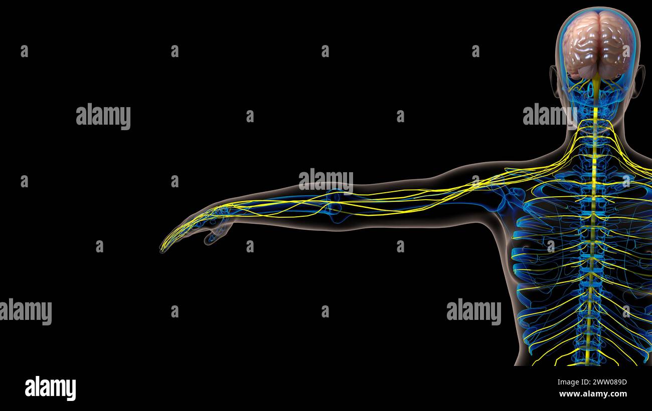 Die Anatomie des menschlichen Gehirns im Zentralnervensystem für die medizinische 3D-Illustration des Konzepts Stockfoto