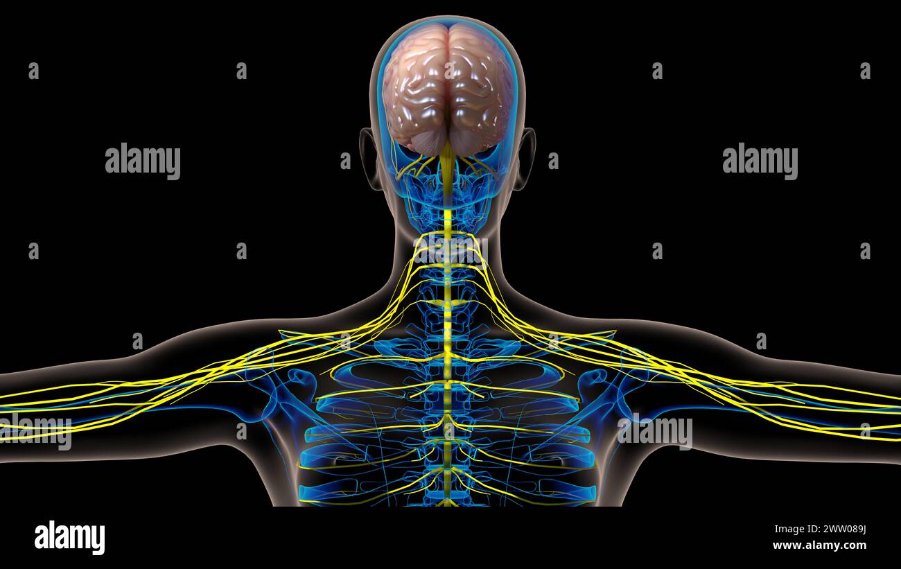 Die Anatomie des menschlichen Gehirns im Zentralnervensystem für die medizinische 3D-Illustration des Konzepts Stockfoto