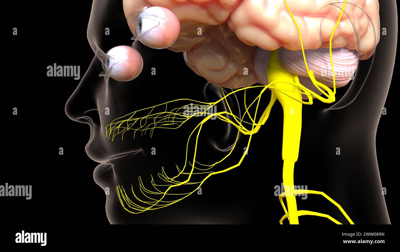 Die Anatomie des menschlichen Gehirns im Zentralnervensystem für die medizinische 3D-Illustration des Konzepts Stockfoto