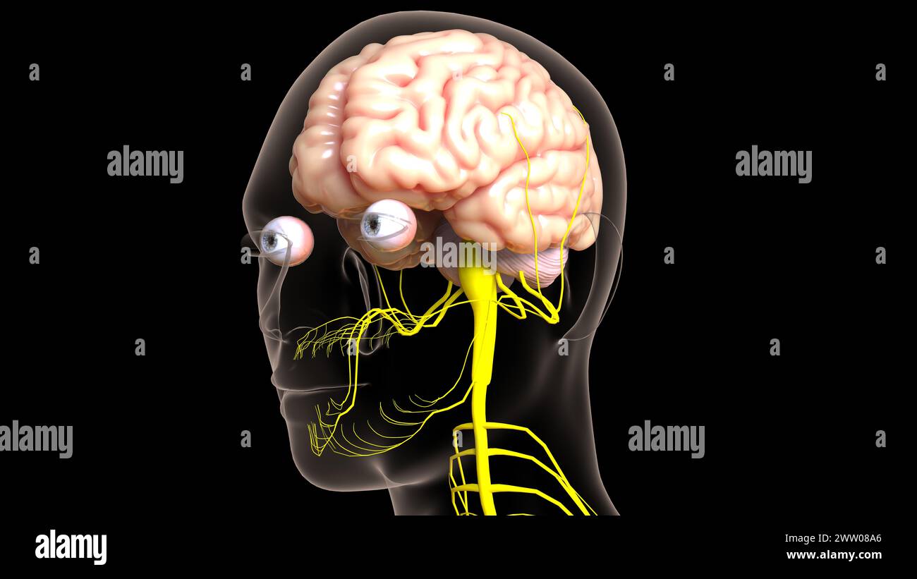 Die Anatomie des menschlichen Gehirns im Zentralnervensystem für die medizinische 3D-Illustration des Konzepts Stockfoto