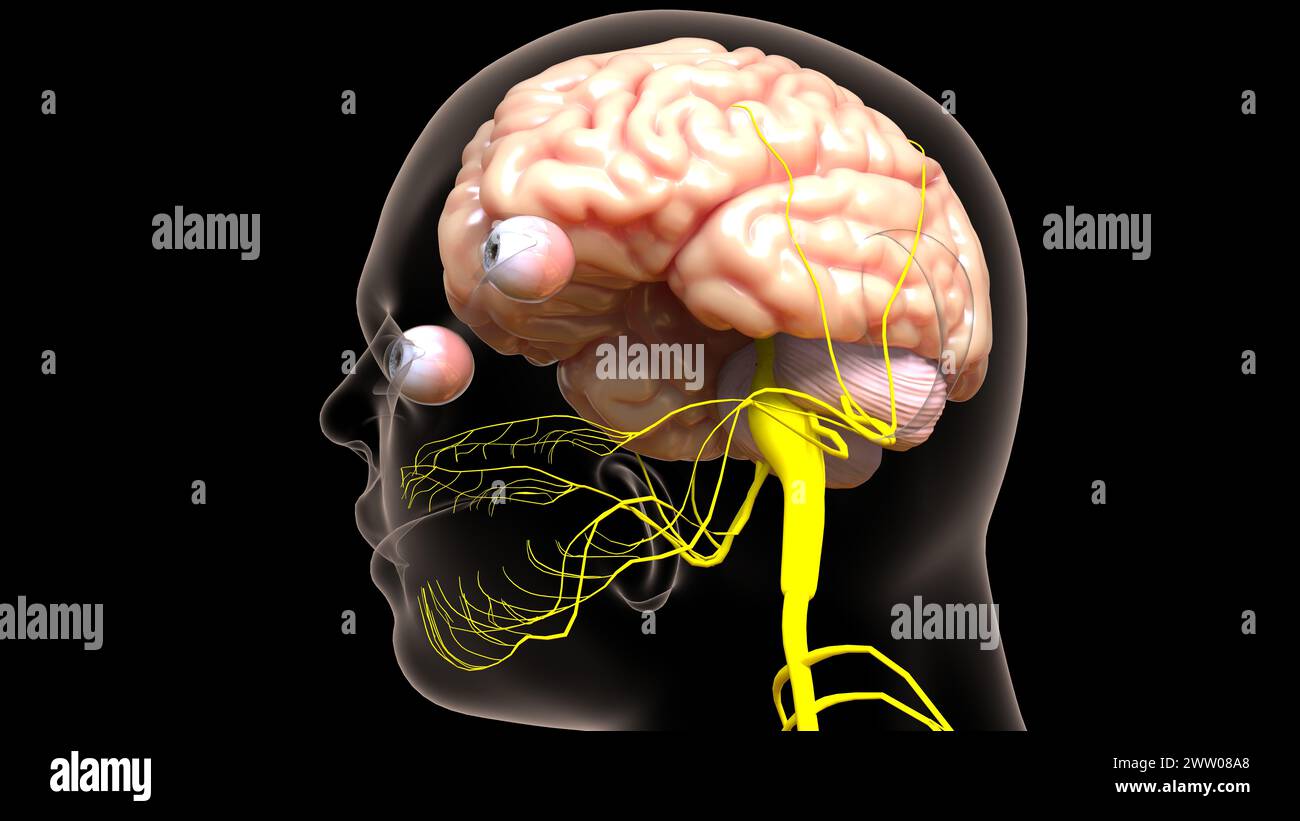 Die Anatomie des menschlichen Gehirns im Zentralnervensystem für die medizinische 3D-Illustration des Konzepts Stockfoto