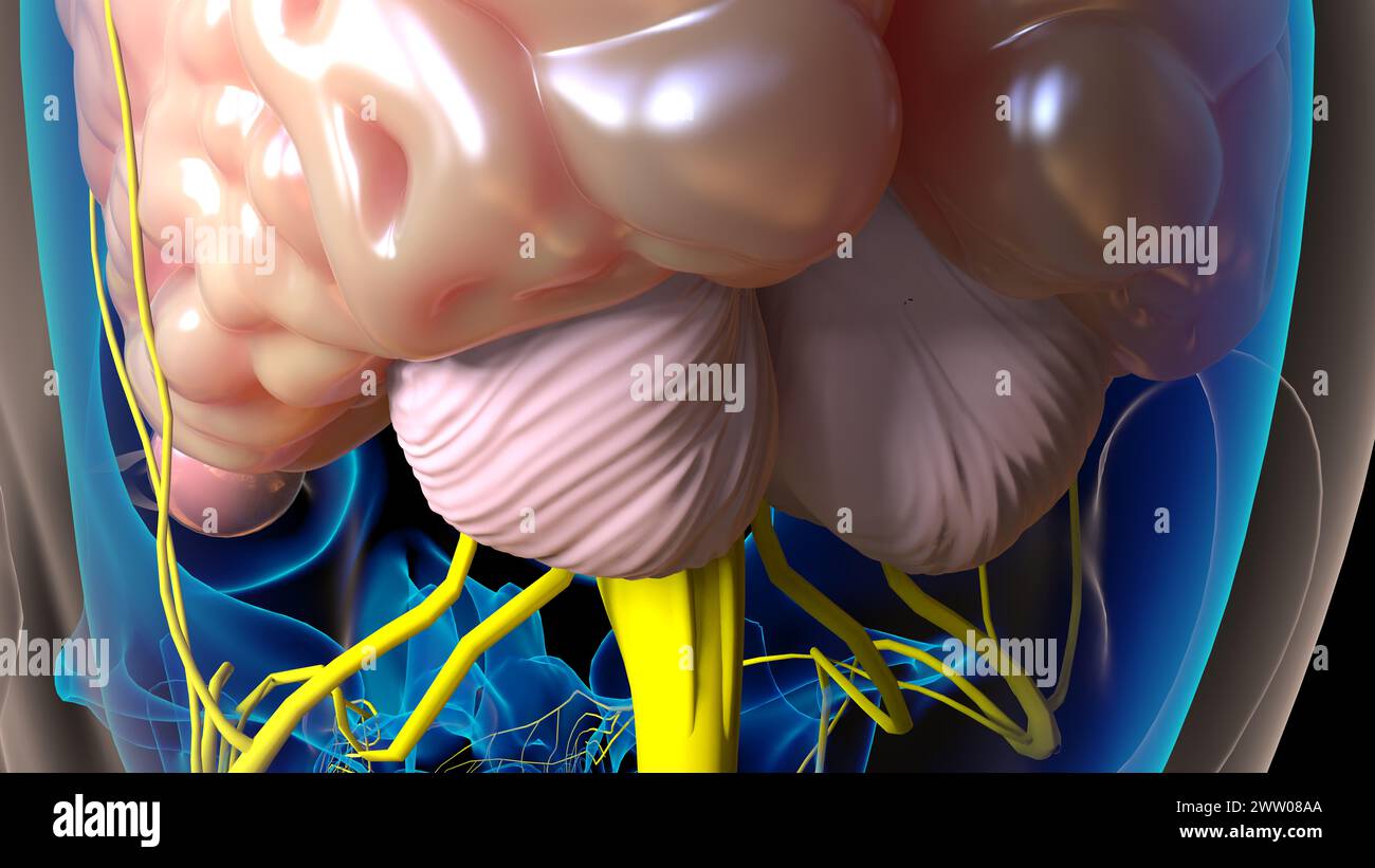 Die Anatomie des menschlichen Gehirns im Zentralnervensystem für die medizinische 3D-Illustration des Konzepts Stockfoto