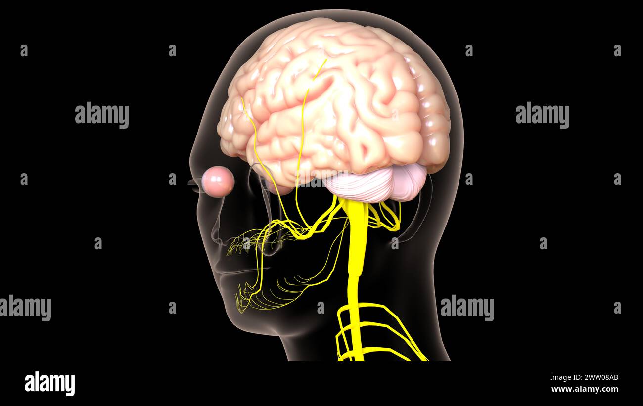 Die Anatomie des menschlichen Gehirns im Zentralnervensystem für die medizinische 3D-Illustration des Konzepts Stockfoto