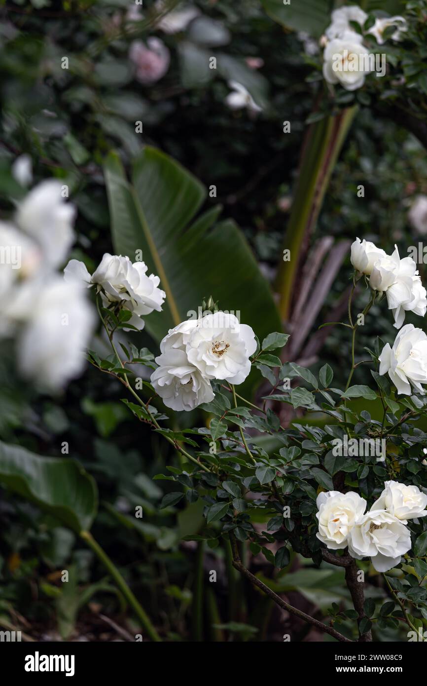 Botanik-Tapete, weiße Blumen Eisberg Rosen Buschtapete, schöne Buschfloribunda, wachsender botanischer Garten, Outdoor Park. Zart, blühend Stockfoto