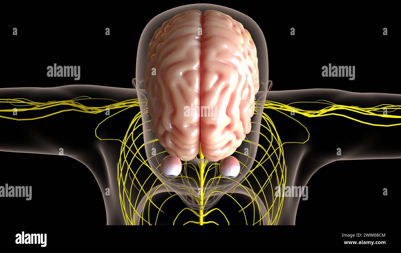 Die Anatomie des menschlichen Gehirns im Zentralnervensystem für die medizinische 3D-Illustration des Konzepts Stockfoto