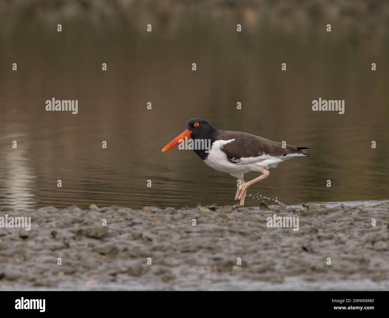 Ein einzelner amerikanischer Austernfänger, der am Rand des Wassers in einer Mündung läuft, mit Wassertropfen, die vom Fuß kommen. Stockfoto