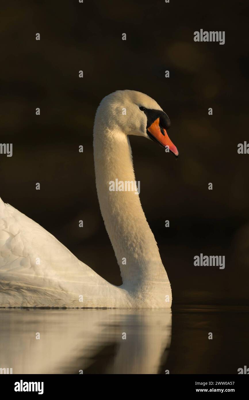 im schönsten Licht... Höckerschwan Cygnus olor , Schwan, unser größter einheimischer Wasservogel, weit verbreitet, allgemein bekannt, Charaktervogel für Eleganz und Schönheit, heimische Vogelwelt, Tierwelt, Natur *** eleganter Mute Swan Cygnus olor zeigt seine Eleganz mit schöner Reflexion auf einer ruhigen dunklen Wasseroberfläche, Tierwelt, Europa. Nordrhein-Westfalen, Rheinland Deutschland, Westeuropa Stockfoto