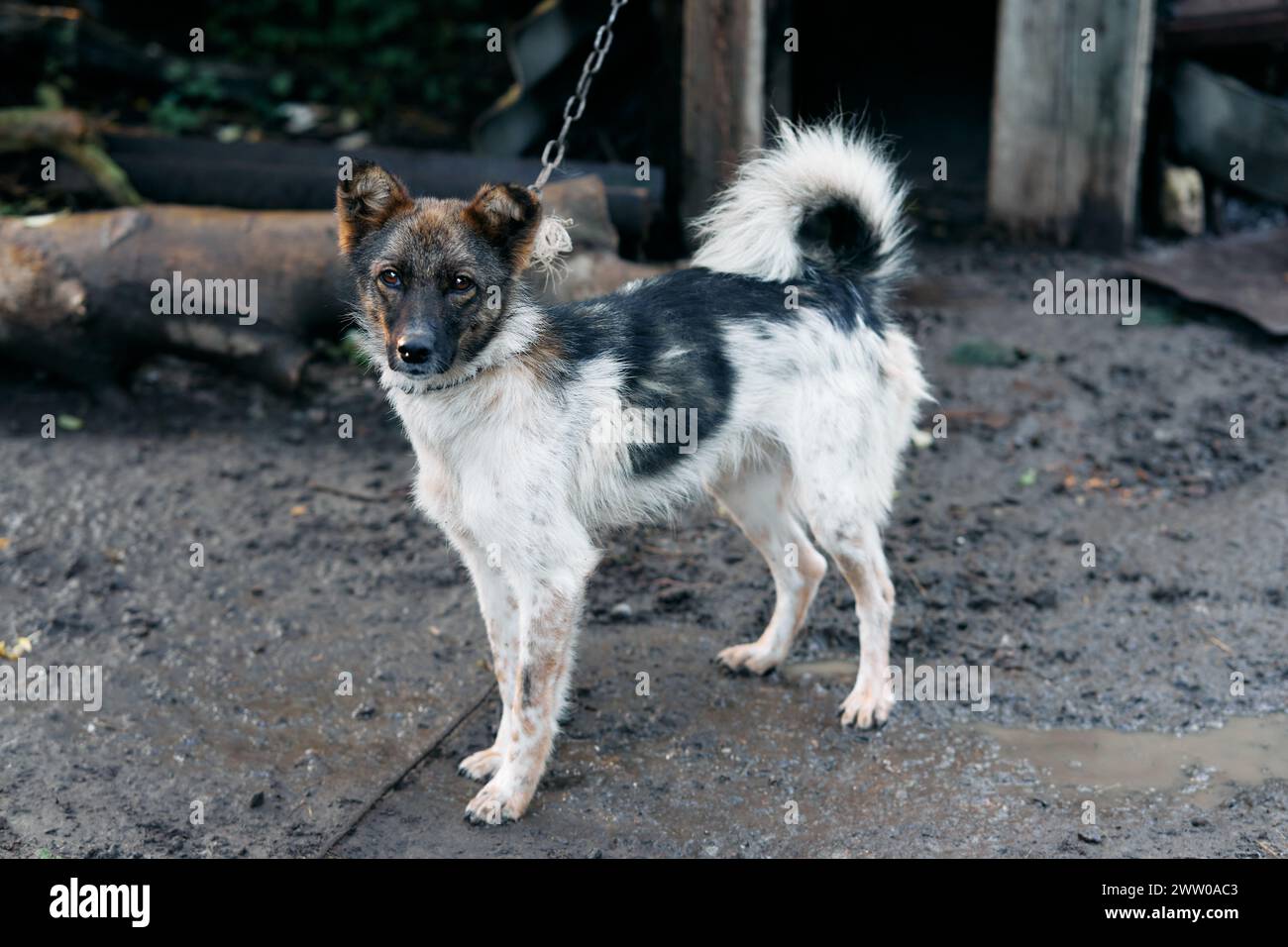 Ein kleiner gefleckter Hund auf der Farm bewacht das Haus. Stockfoto