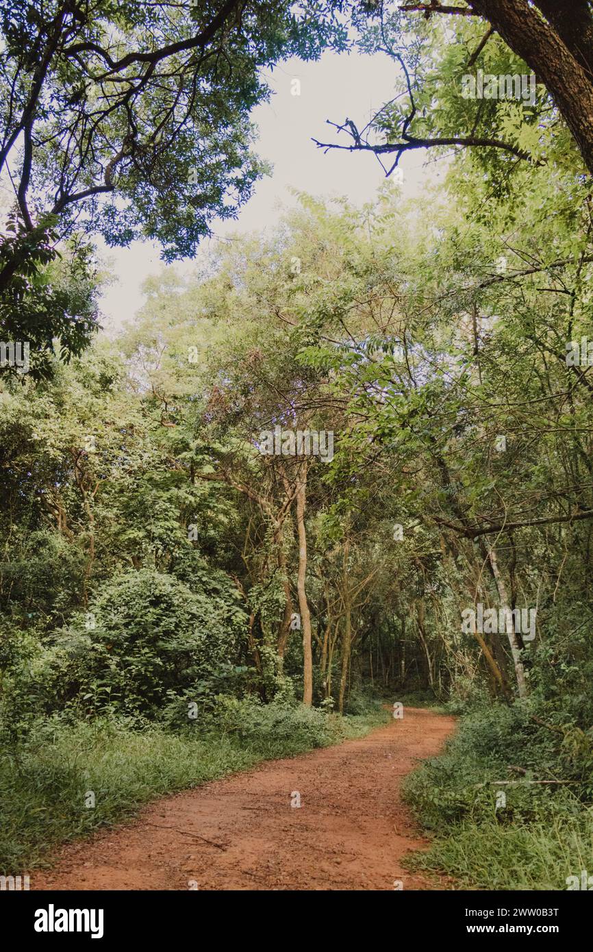 Schotterweg im Wald Stockfoto