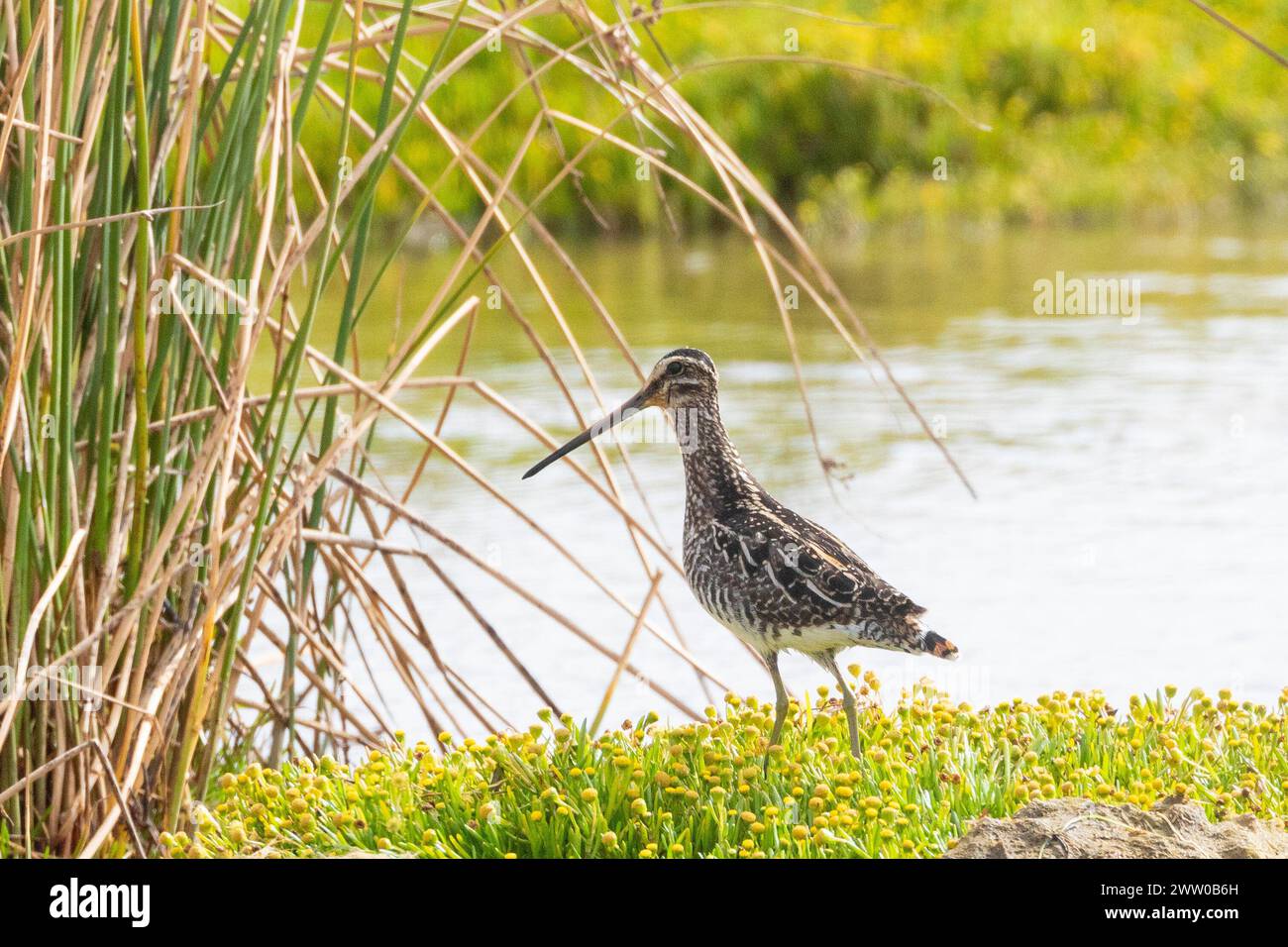 African Snipe (Gallinagro nigripennis) oder Ethiopian Snipe, Berg River, Velddrif, Westküste, Südafrika auf Gezeitenschlammflächen Stockfoto