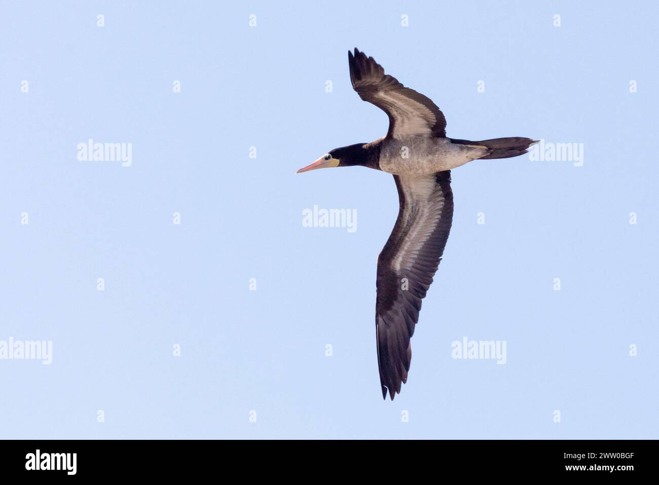 Unreife weibliche Braunbooby ( Sula leucogaster), Lambert's Bay, Bird Island, Westküste, Westkap, Südafrika ist ein seltener Vagrant für Südafrika Stockfoto