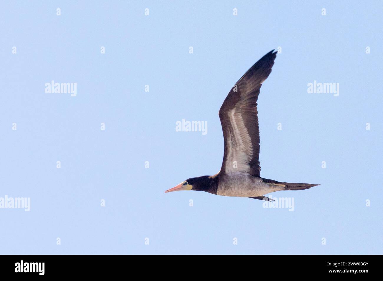 Unreife weibliche Braunbooby ( Sula leucogaster), Lambert's Bay, Bird Island, Westküste, Westkap, Südafrika ist ein seltener Vagrant für Südafrika Stockfoto