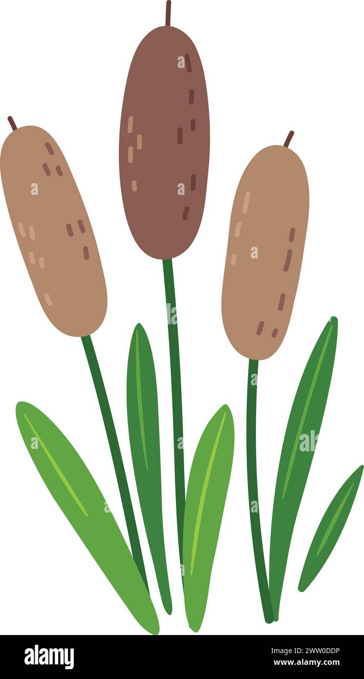 Marsh-Grash mit Schilfpflanze. Natürliche Sumpfbotanik Stock Vektor