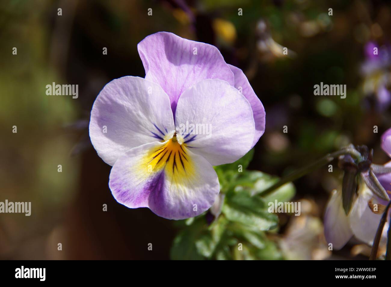 Eine Sammlung von Stiefmütterchen, Daisies und Rosen Stockfoto